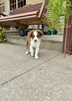 Charlie, a male Toy Australian Shepherd for sale in Nardin, OK – 2 of 10
