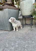 Rocky, a male Toy Australian Shepherd for sale in Nardin, OK – 10 of 10
