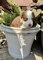 Max, a male Toy Australian Shepherd for sale in Nardin, OK – 5 of 10