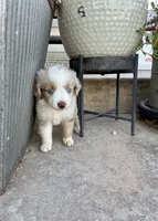 Rocky, a male Toy Australian Shepherd for sale in Nardin, OK – 5 of 10