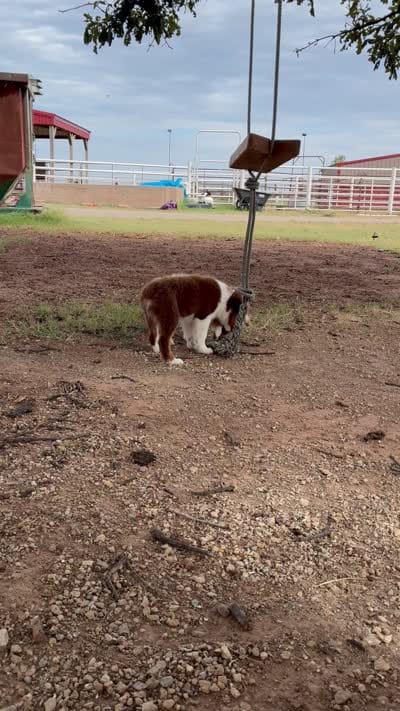 Charlie, a male Toy Australian Shepherd for sale in Nardin, OK – 9 of 10