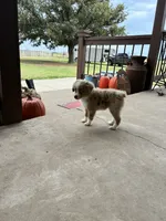 Rubble, a male Toy Australian Shepherd for sale in Nardin, OK – 4 of 10