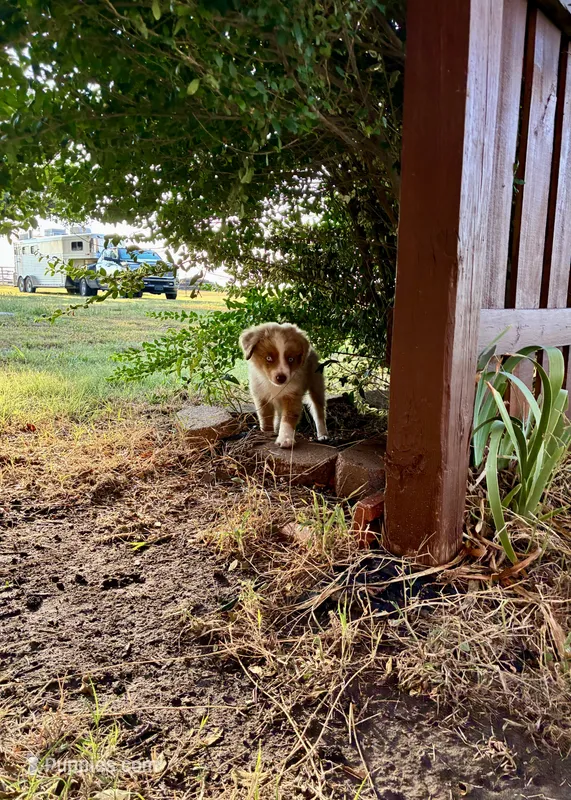 Rubble – Toy Australian Shepherd puppy for sale in Nardin, OK