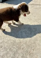 Max, a male Toy Australian Shepherd for sale in Nardin, OK – 6 of 10