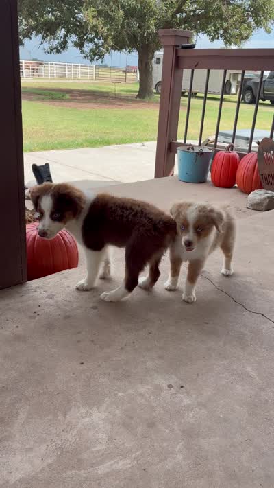 Rubble, a male Toy Australian Shepherd for sale in Nardin, OK – 10 of 10