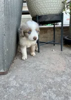 Rocky, a male Toy Australian Shepherd for sale in Nardin, OK – 8 of 10