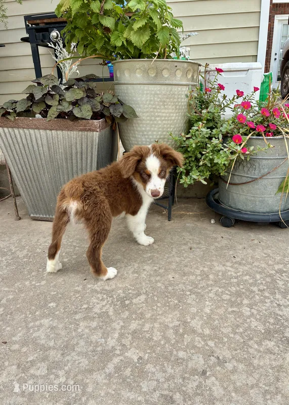 Charlie – Toy Australian Shepherd puppy for sale in Nardin, OK