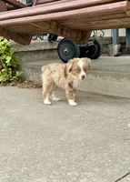 Rubble, a male Toy Australian Shepherd for sale in Nardin, OK – 8 of 10