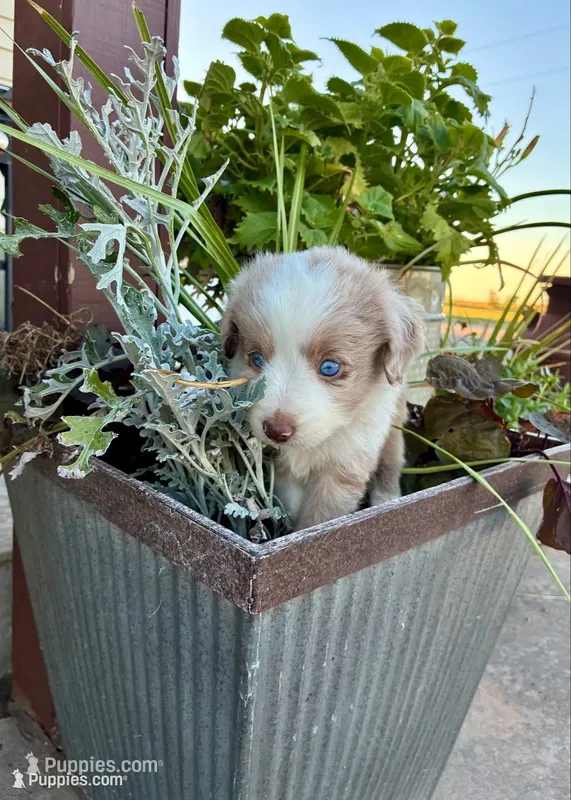 Rocky – Toy Australian Shepherd puppy for sale in Nardin, OK