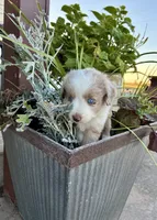 Rocky, a male Toy Australian Shepherd for sale in Nardin, OK – 4 of 10