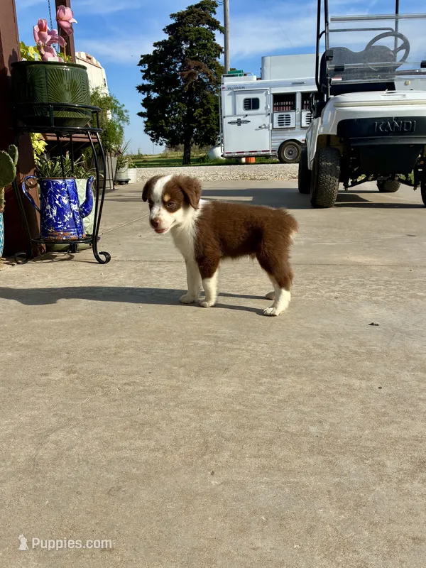 Max – Toy Australian Shepherd puppy for sale in Nardin, OK