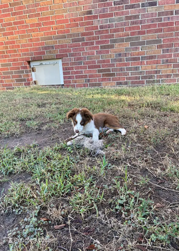 Charlie – Toy Australian Shepherd puppy for sale in Nardin, OK
