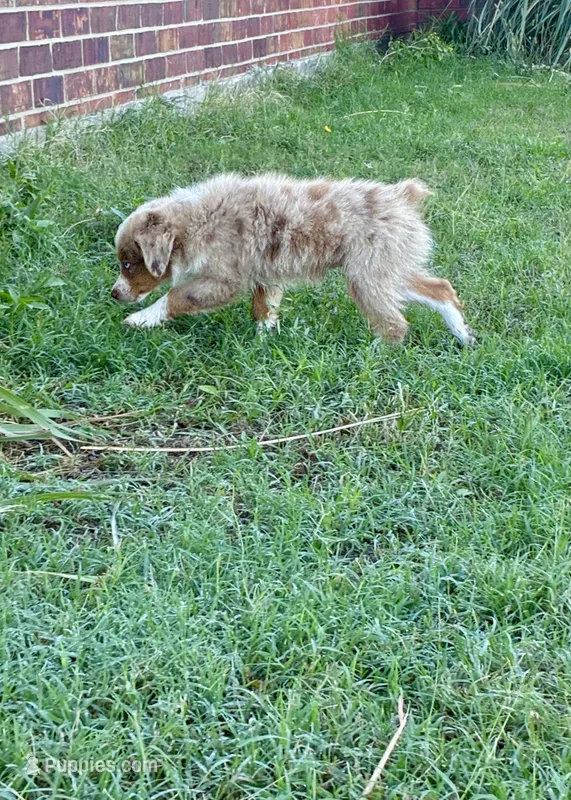 Rubble – Toy Australian Shepherd puppy for sale in Nardin, OK