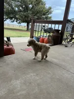 Rubble, a male Toy Australian Shepherd for sale in Nardin, OK – 9 of 10