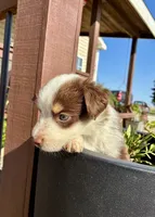 Max, a male Toy Australian Shepherd for sale in Nardin, OK – 8 of 10