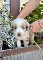 Rocky, a male Toy Australian Shepherd for sale in Nardin, OK – 2 of 10