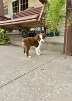 Charlie, a male Toy Australian Shepherd for sale in Nardin, OK – 6 of 10