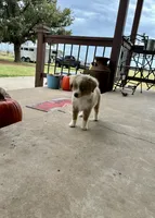Rubble, a male Toy Australian Shepherd for sale in Nardin, OK – 6 of 10