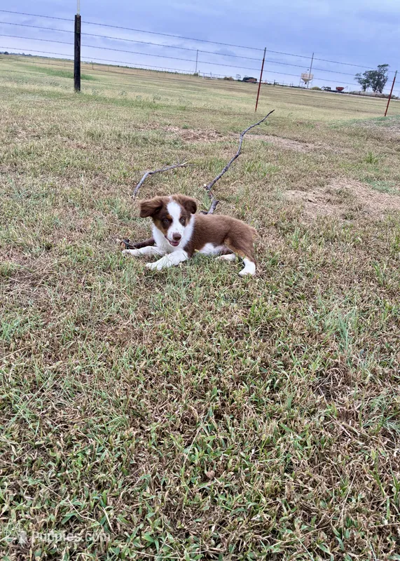 Charlie – Toy Australian Shepherd puppy for sale in Nardin, OK