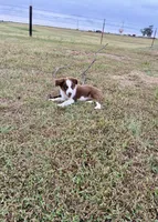 Charlie, a male Toy Australian Shepherd for sale in Nardin, OK – 7 of 10