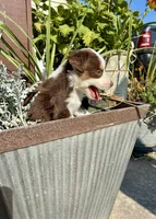 Max, a male Toy Australian Shepherd for sale in Nardin, OK – 9 of 10