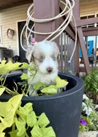 Rocky, a male Toy Australian Shepherd for sale in Nardin, OK – 3 of 10