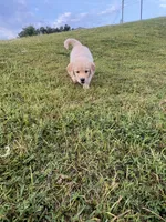 Pink (AKC Champion Bloodline), a female Golden Retriever for sale in Hixson, TN – 5 of 5