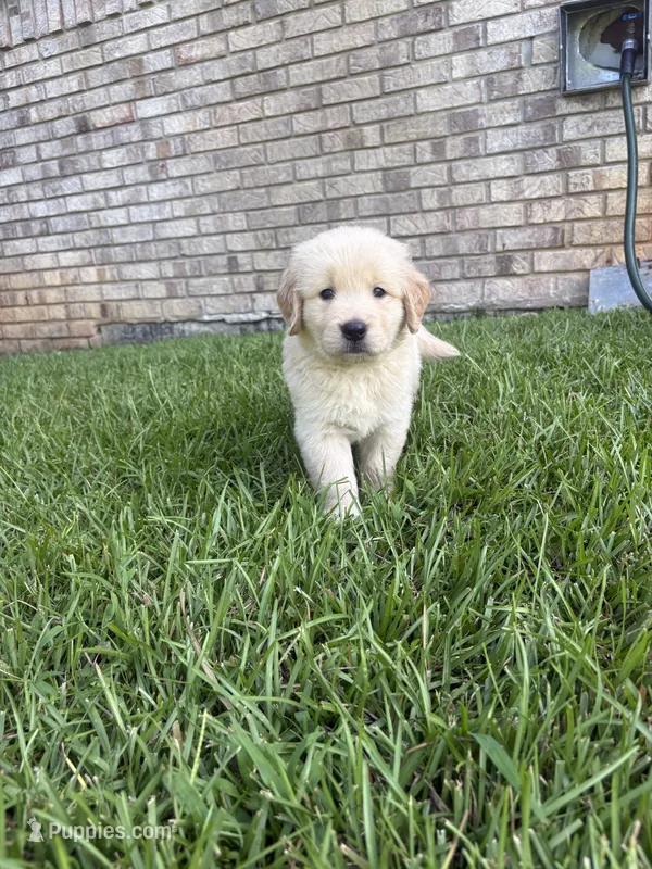 Black (AKC Champion Bloodline) – Golden Retriever puppy on hold in Hixson, TN