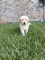 Black (AKC Champion Bloodline), a male Golden Retriever for sale in Hixson, TN – 1 of 6