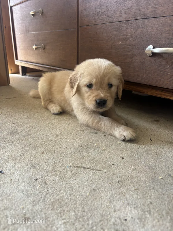 Blue (AKC Champion Pedigree) – Golden Retriever puppy for sale in Hixson, TN