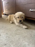 Blue (AKC Champion Pedigree), a male Golden Retriever for sale in Hixson, TN – 1 of 3