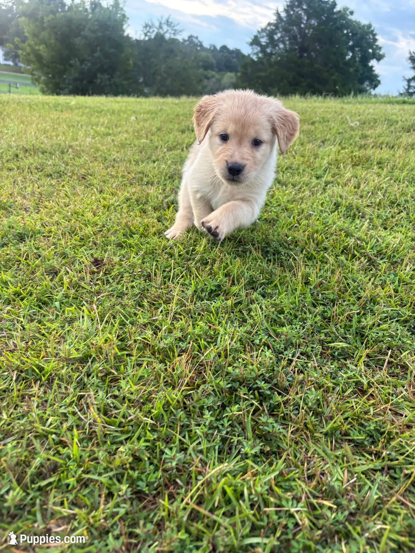 Lily (AKC Champion Bloodline), a female Golden Retriever for sale in Hixson, TN – 2 of 5