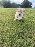 Purple (AKC Champion Bloodline), a female Golden Retriever for sale in Hixson, TN – 2 of 5