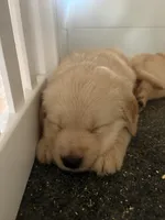 Blue (AKC Champion Pedigree), a male Golden Retriever for sale in Hixson, TN – 2 of 3