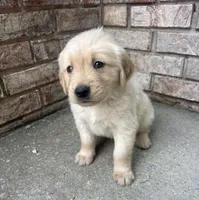 Brown (AKC Champion Pedigree), a male Golden Retriever for sale in Hixson, TN – 2 of 4