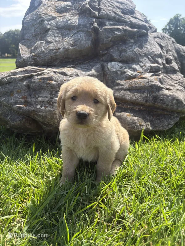 Orange (AKC Champion Bloodline) – Golden Retriever puppy for sale in Hixson, TN
