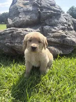 Orange (AKC Champion Bloodline), a male Golden Retriever for sale in Hixson, TN – 1 of 5