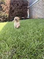 Orange (AKC Champion Bloodline), a male Golden Retriever for sale in Hixson, TN – 2 of 5