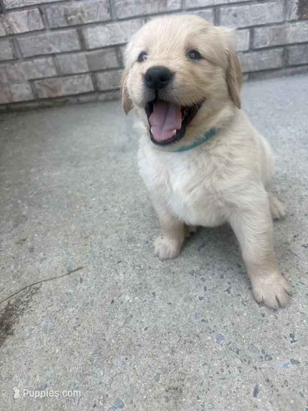 Aqua (AKC Champion Pedigree) – Golden Retriever puppy for sale in Hixson, TN