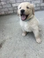 Aqua (AKC Champion Pedigree), a female Golden Retriever for sale in Hixson, TN – 1 of 3