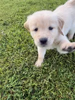 Pink (AKC Champion Bloodline), a female Golden Retriever for sale in Hixson, TN – 2 of 5