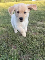 Hunter (AKC Champion Bloodline), a male Golden Retriever for sale in Hixson, TN – 2 of 3