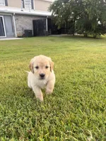 Purple (AKC Champion Bloodline), a female Golden Retriever for sale in Hixson, TN – 3 of 5