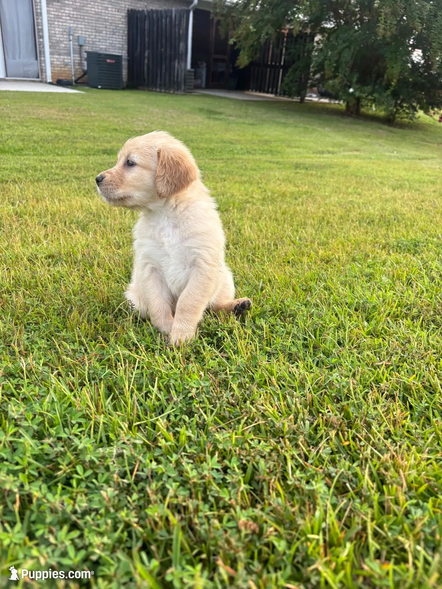 Lily (AKC Champion Bloodline), a female Golden Retriever for sale in Hixson, TN – 1 of 5