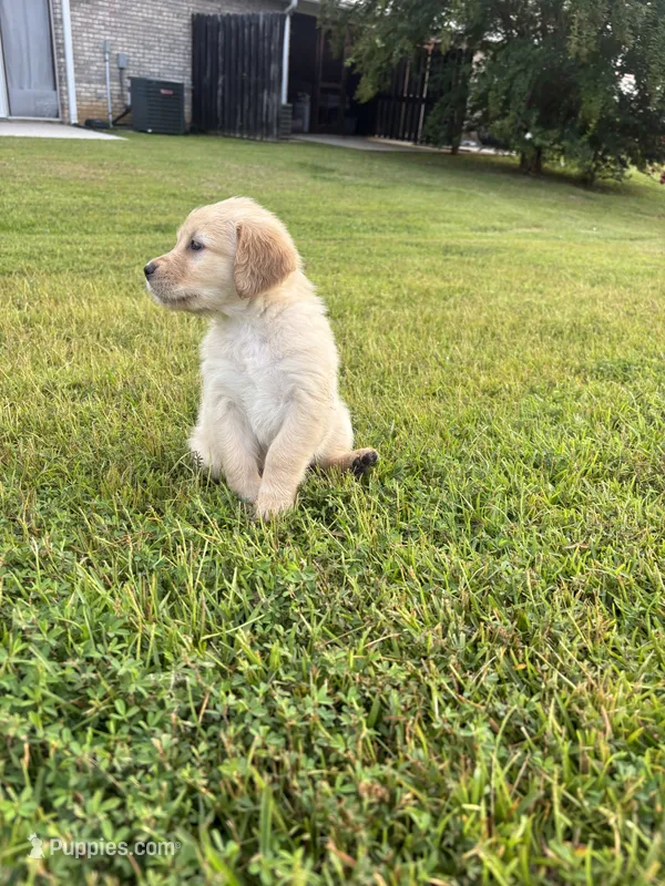 Purple (AKC Champion Bloodline) – Golden Retriever puppy for sale in Hixson, TN
