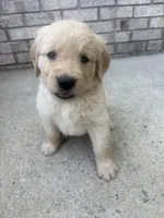 Aqua (AKC Champion Pedigree), a female Golden Retriever for sale in Hixson, TN – 3 of 3