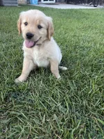Sunny (AKC Champion Bloodline), a female Golden Retriever for sale in Hixson, TN – 2 of 4