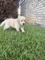 Black (AKC Champion Bloodline), a male Golden Retriever for sale in Hixson, TN – 2 of 6