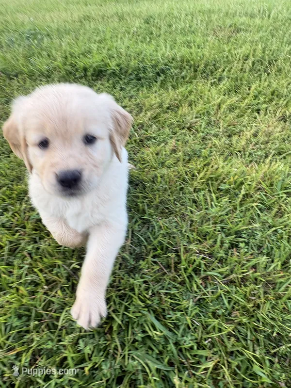 Pink (AKC Champion Bloodline) – Golden Retriever puppy for sale in Hixson, TN