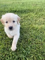 Pink (AKC Champion Bloodline), a female Golden Retriever for sale in Hixson, TN – 1 of 5